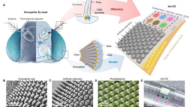 La Cina ha sviluppato un “occhio-mosca” per droni, che garantisce una visione panoramica e un sensore di odori