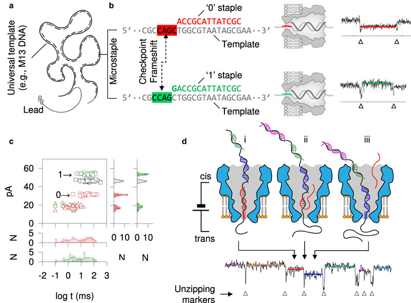 Negli Stati Uniti è stato creato un prototipo di "disco rigido" a base di DNA, semplificando i processi di scrittura e lettura dei dati