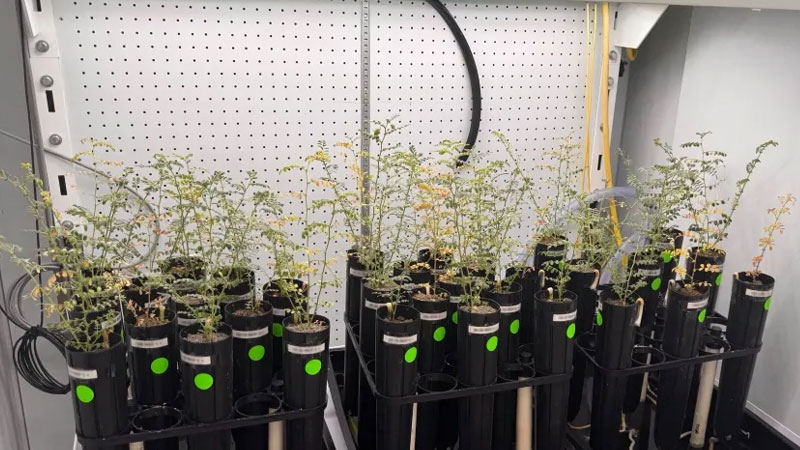 Gli scienziati coltivano piselli su un terreno lunare artificiale, ma non si decidono a provarlo sotto forma di zuppa.